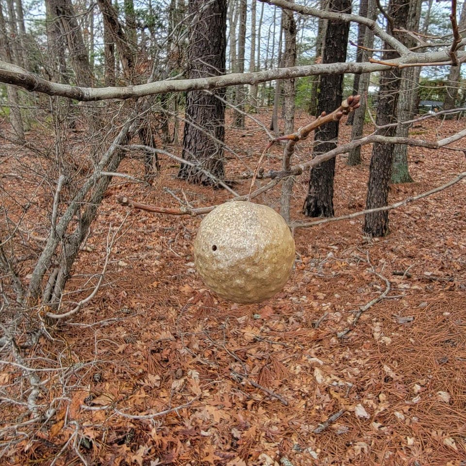 Weird Finds In The Woods (17 pics)