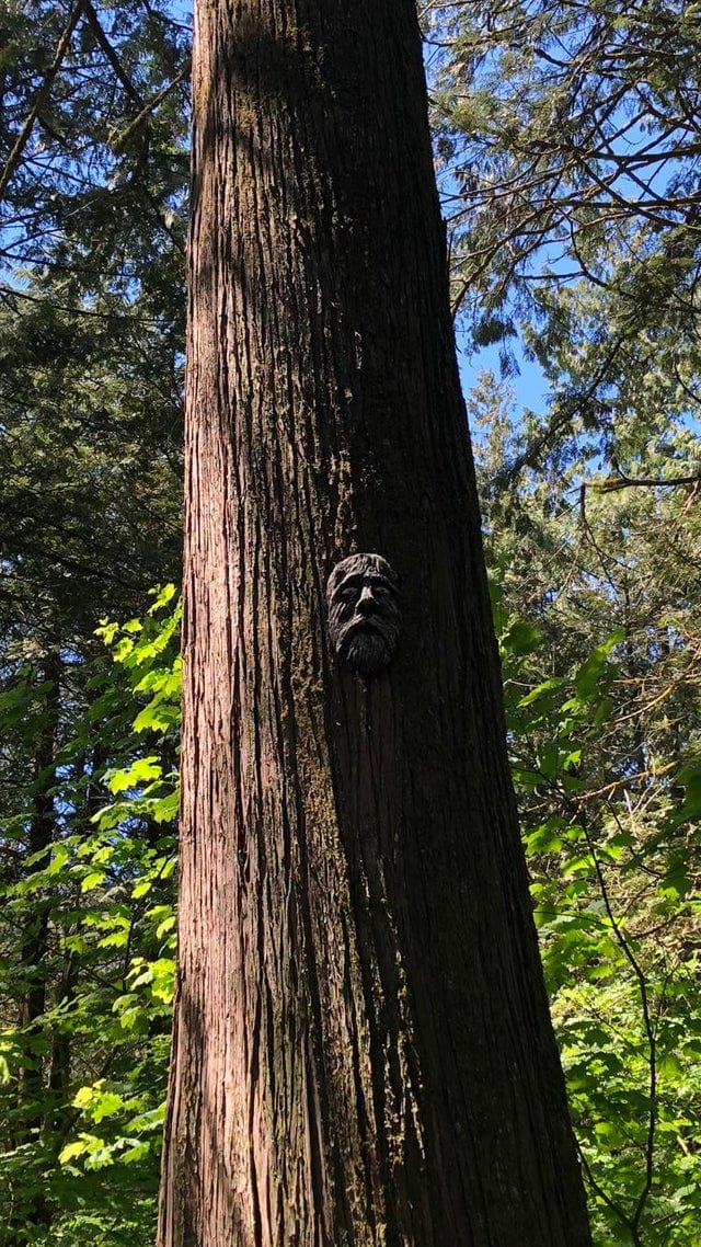 Weird Finds In The Woods (17 pics)