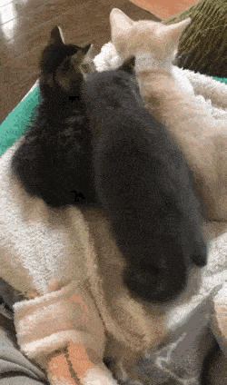 Acid GIFs, August 18 (25 gifs)