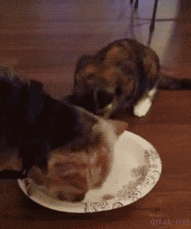 Acid GIFs, August 19 (25 gifs) Acid GIFs, August 19 (25 gifs)
