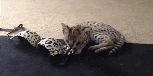 Acid GIFs, August 20 (25 gifs)