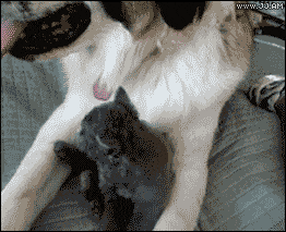 Acid GIFs, August 20 (25 gifs)