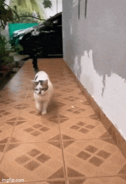 Acid GIFs, August 20 (25 gifs)