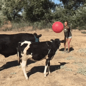 Acid GIFs, August 20 (25 gifs)