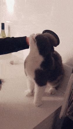 Acid GIFs, August 21 (25 gifs) Acid GIFs, August 21 (25 gifs)