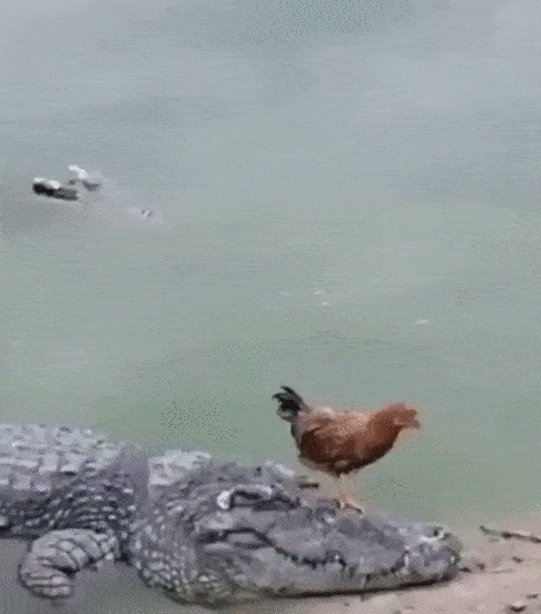 Acid GIFs, August 21 (25 gifs) Acid GIFs, August 21 (25 gifs)