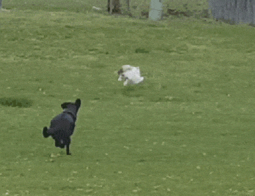 Acid GIFs, August 24 (25 gifs)
