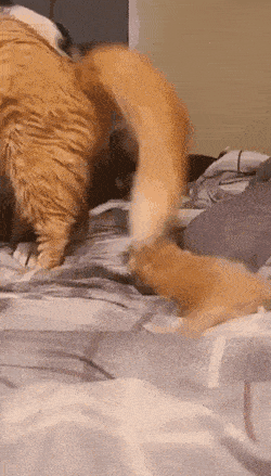 Acid GIFs, August 24 (25 gifs)