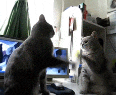 Acid GIFs, August 26 (25 gifs)