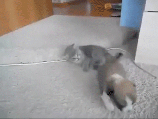 Acid GIFs, August 28 (25 gifs)