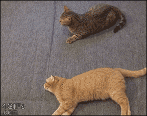Acid GIFs, August 28 (25 gifs)