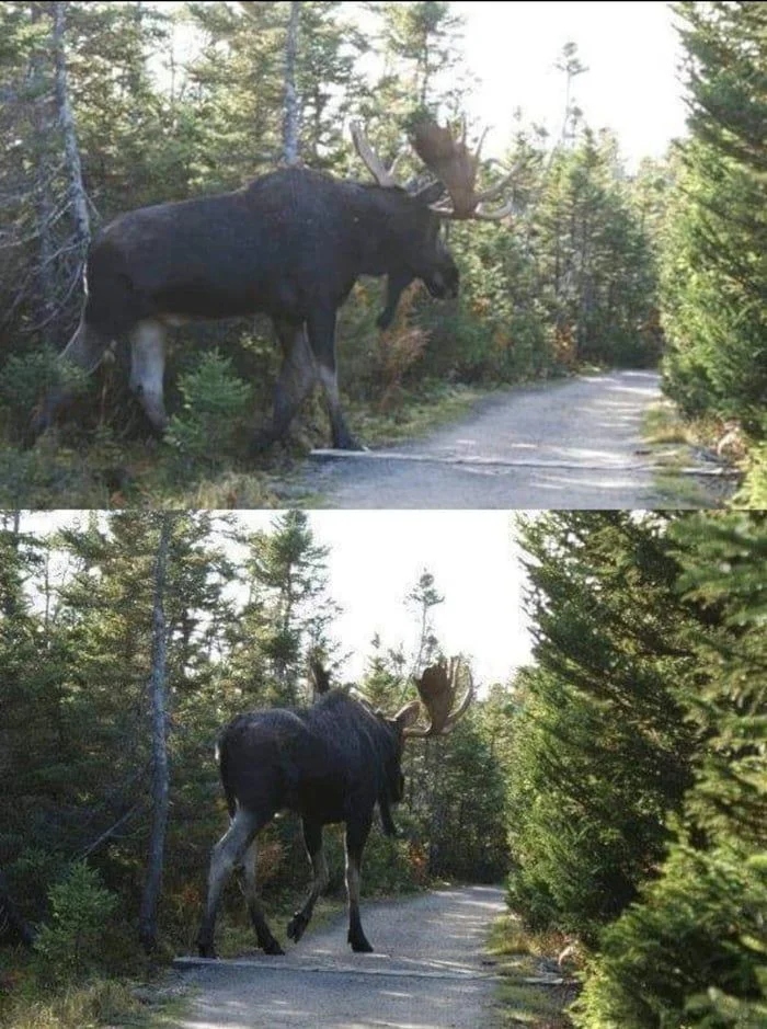 Giant Things (25 pics)