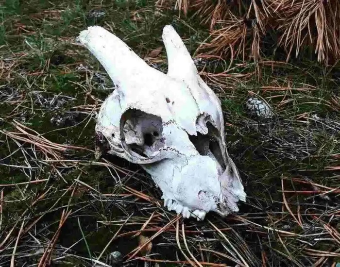 Unexpected Finds In The Woods (19 pics) Unexpected Finds In The Woods (19 pics)
