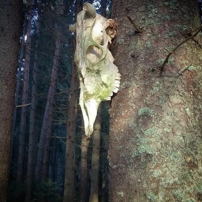 Unexpected Finds In The Woods (19 pics) Unexpected Finds In The Woods (19 pics)