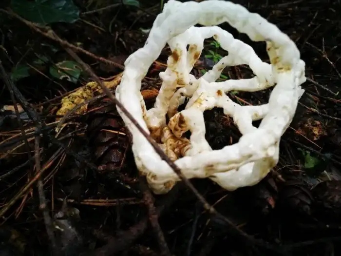 Unexpected Finds In The Woods (19 pics) Unexpected Finds In The Woods (19 pics)