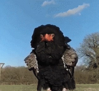 Acid GIFs, August 31 (25 gifs)