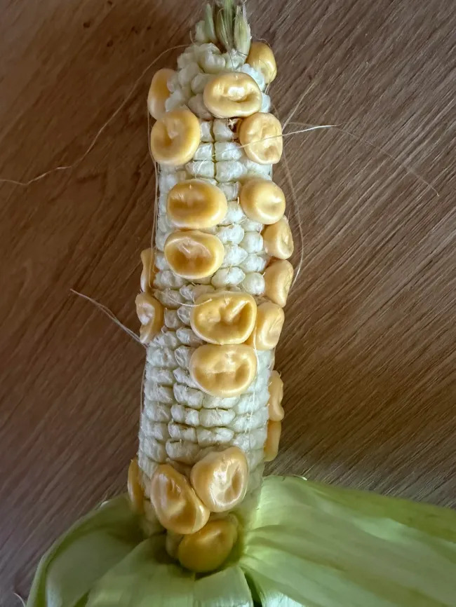 Miniature Harvest (19 pics)