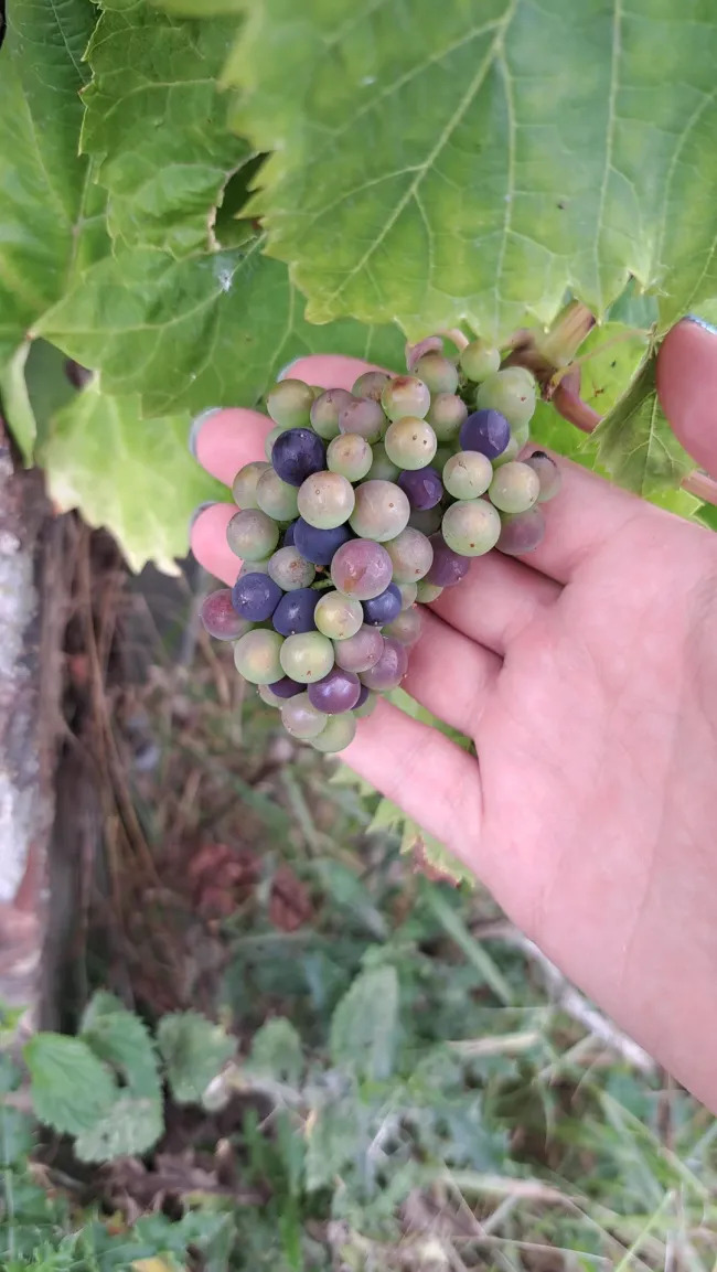 Miniature Harvest (19 pics)