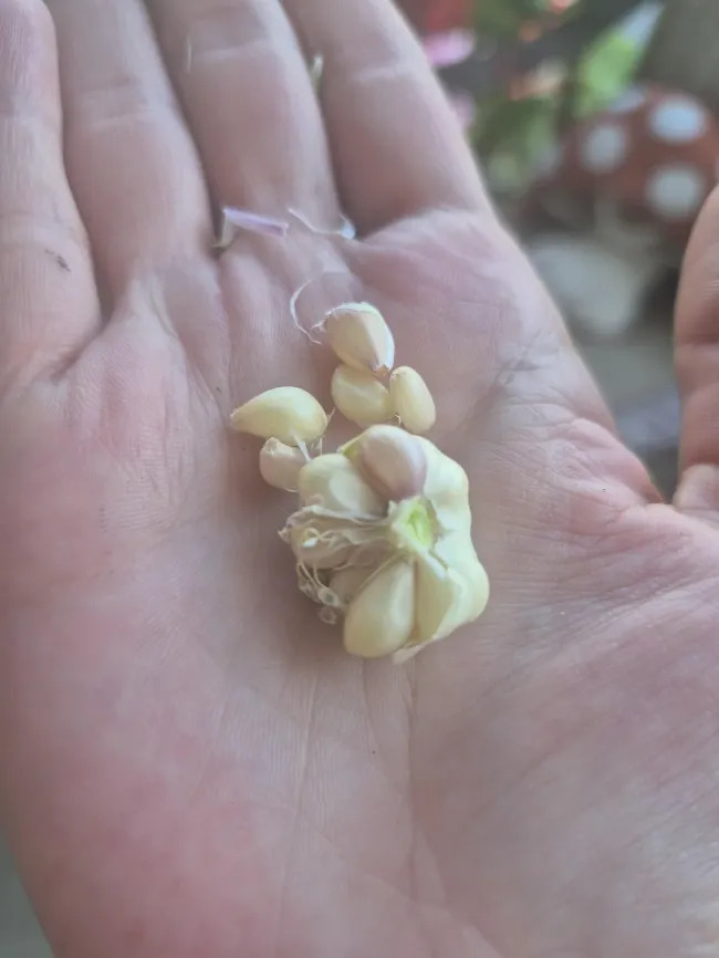 Miniature Harvest (19 pics)