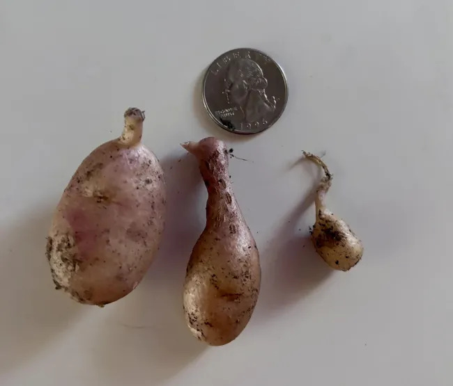 Miniature Harvest (19 pics)