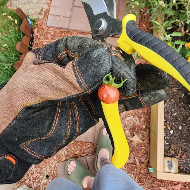 Miniature Harvest (19 pics)