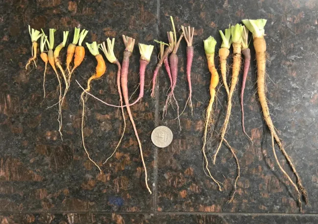 Miniature Harvest (19 pics)