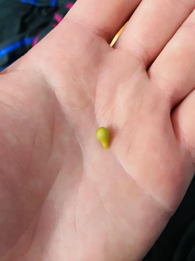 Miniature Harvest (19 pics)