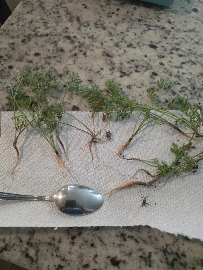 Miniature Harvest (19 pics)