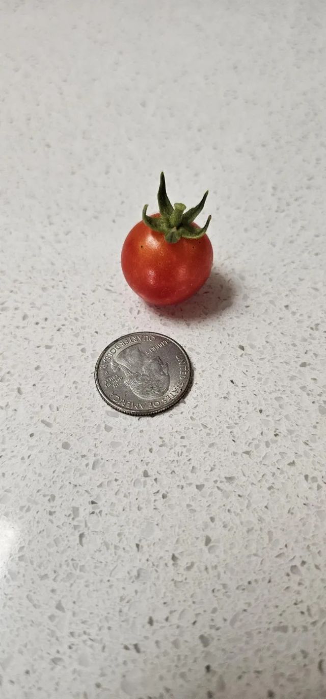 Miniature Harvest (19 pics)