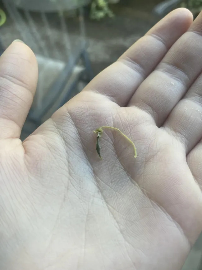 Miniature Harvest (19 pics)