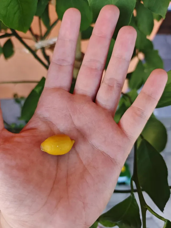 Miniature Harvest (19 pics)