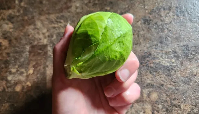 Miniature Harvest (19 pics)