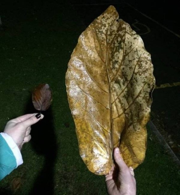 Giant Things (25 pics)