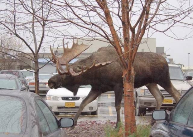 Giant Things (25 pics) Giant Things (25 pics)