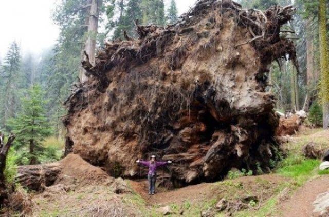 Giant Things (25 pics) Giant Things (25 pics)
