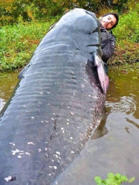 Giant Things (25 pics) Giant Things (25 pics)