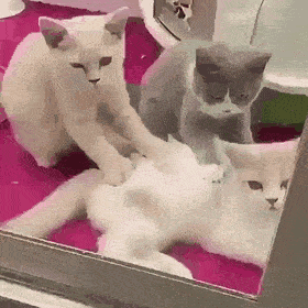 Acid GIFs, September 2 (25 gifs) Acid GIFs, September 2 (25 gifs)