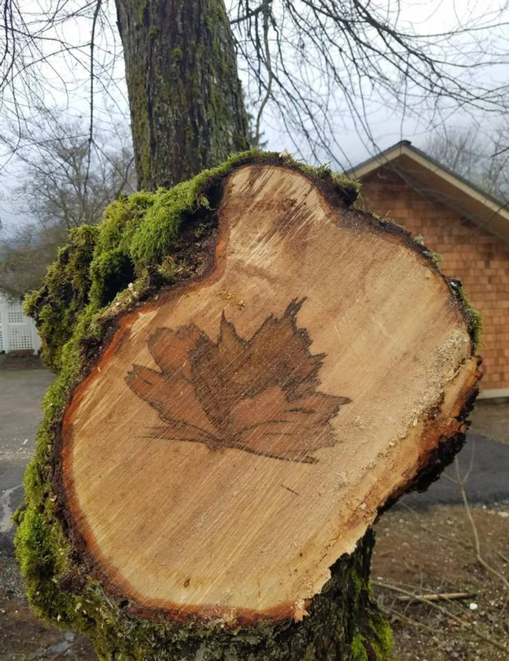 Photos For Perfectionists (15 pics)