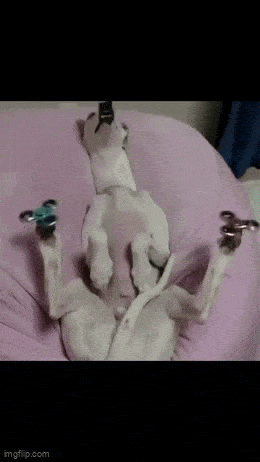 Acid GIFs, September 4 (25 gifs)