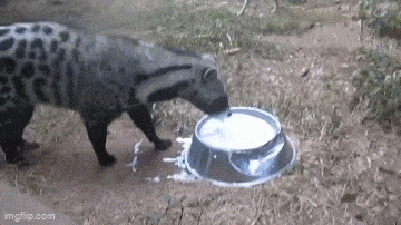 Acid GIFs, September 7 (25 gifs) Acid GIFs, September 7 (25 gifs)
