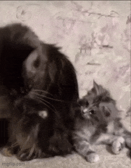 Acid GIFs, September 7 (25 gifs) Acid GIFs, September 7 (25 gifs)