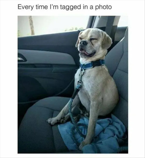 Truthful Memes (29 pics)