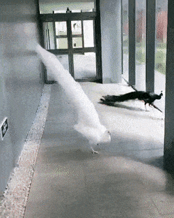 Acid GIFs, September 8 (25 gifs) Acid GIFs, September 8 (25 gifs)