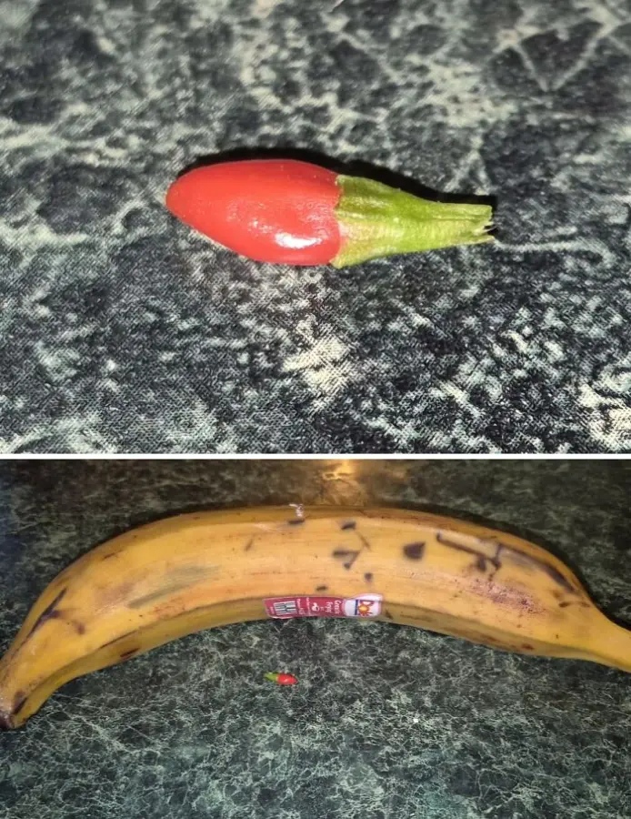 Miniature Harvest (19 pics) Miniature Harvest (19 pics)