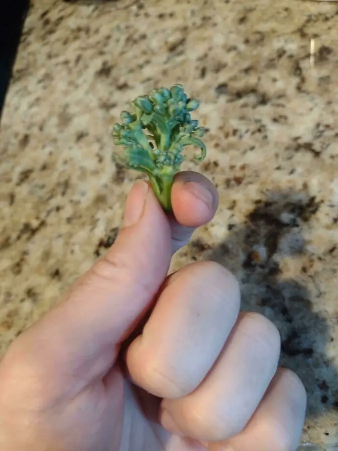 Miniature Harvest (19 pics) Miniature Harvest (19 pics)