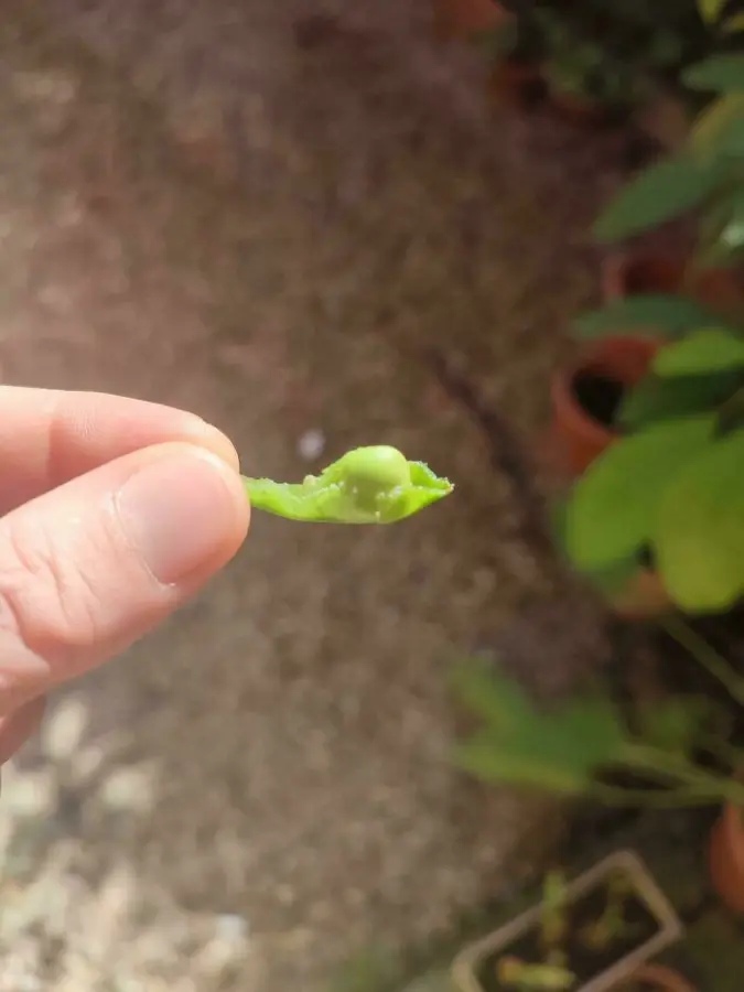 Miniature Harvest (19 pics) Miniature Harvest (19 pics)