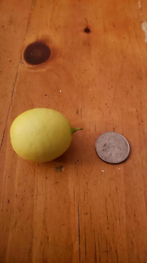 Miniature Harvest (19 pics) Miniature Harvest (19 pics)