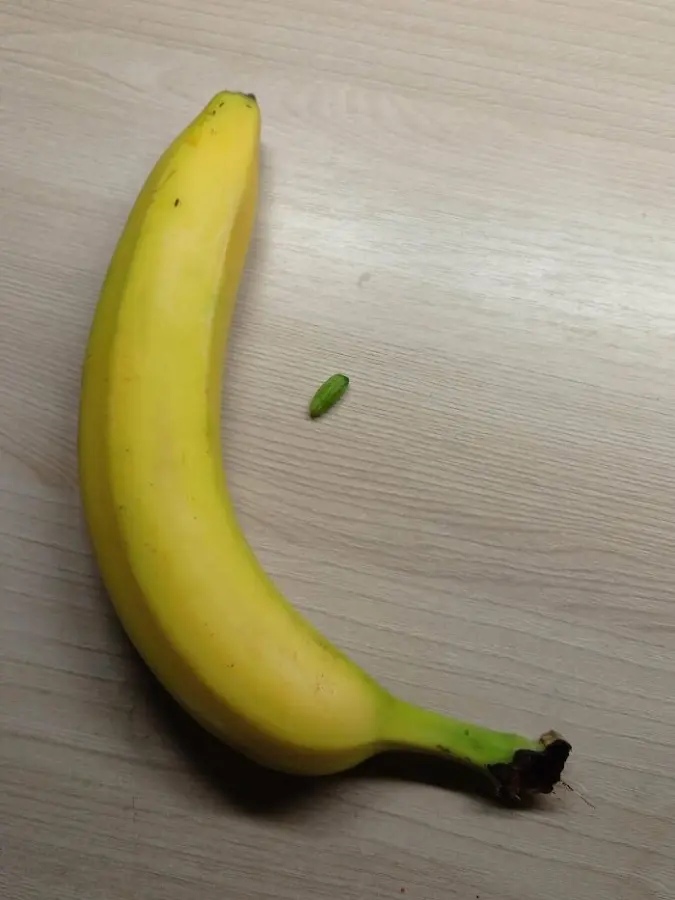 Miniature Harvest (19 pics) Miniature Harvest (19 pics)
