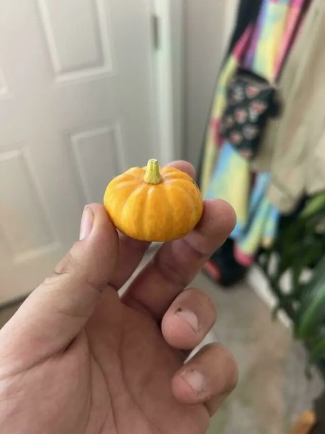 Miniature Harvest (19 pics) Miniature Harvest (19 pics)