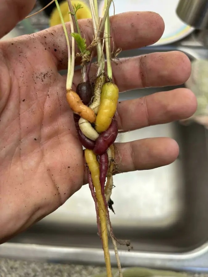 Miniature Harvest (19 pics) Miniature Harvest (19 pics)